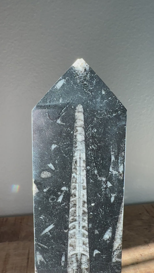 Orthoceras Fossil | Statement Tower